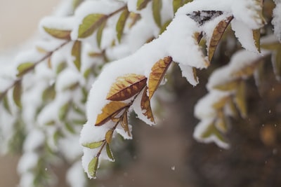 雪枝